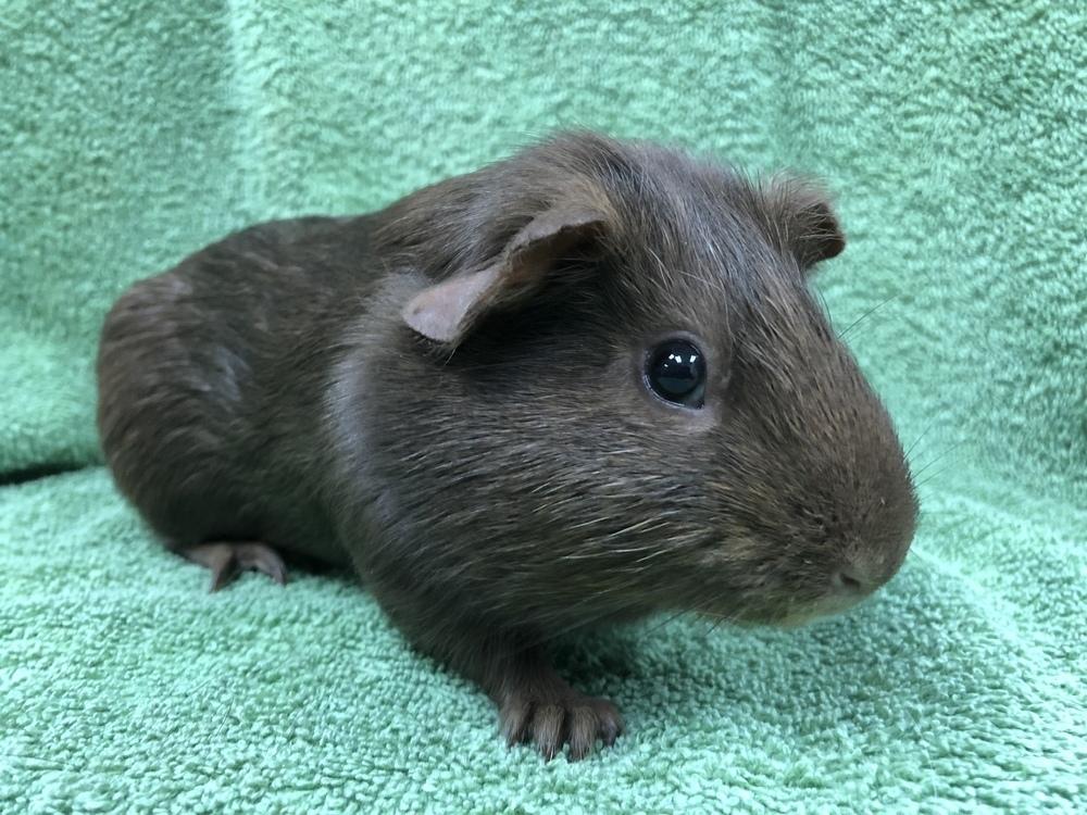 Enlarge Champagnee, a Adoptable Guinea Pig in San Diego, CA image 3/3