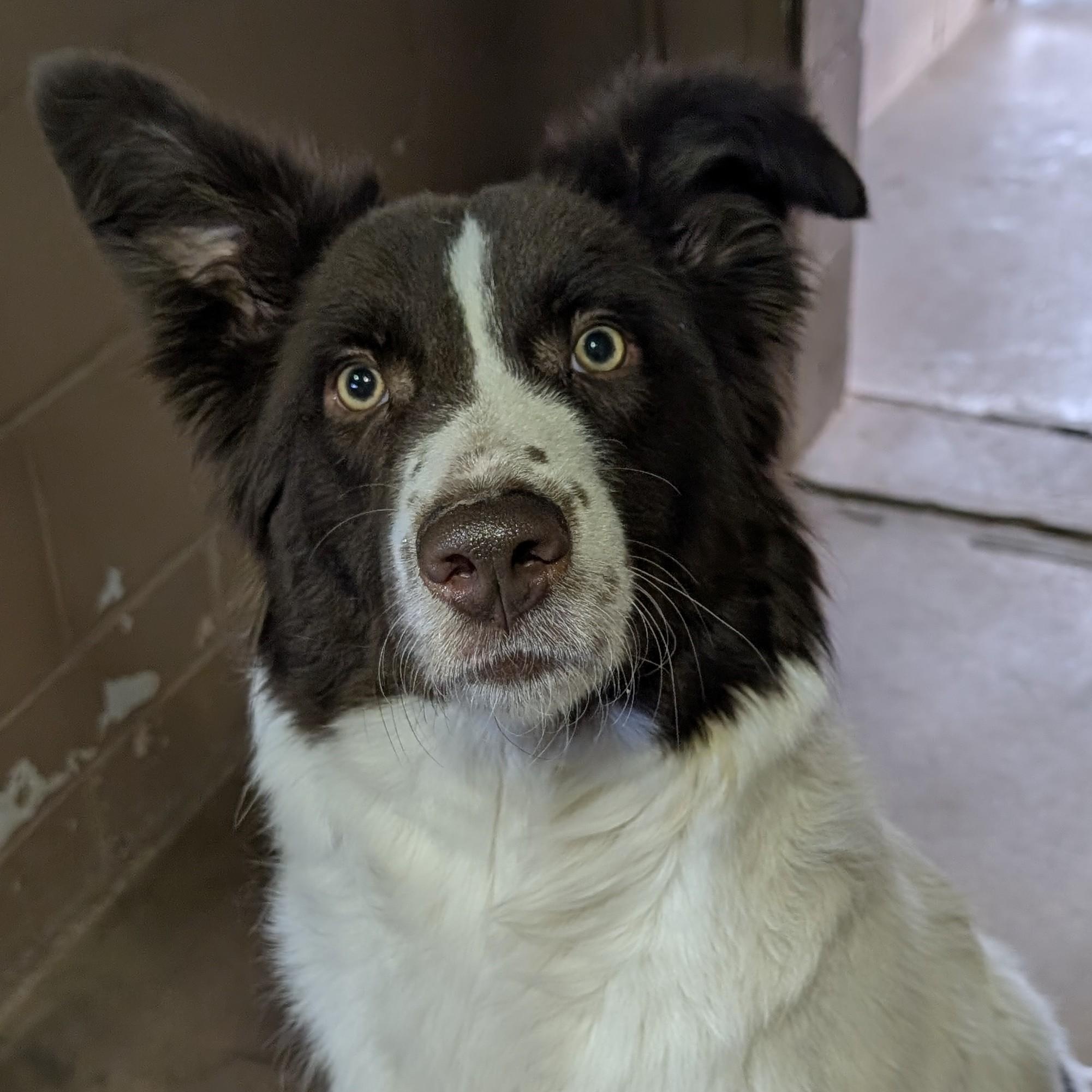 Enlarge Remmy, a ADOPTABLE mixed breed in Bisbee, AZ image 1/1