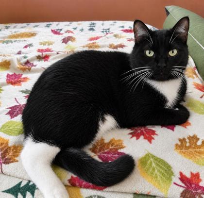 Lark, Adoptable, Young Male Domestic Short Hair & Domestic Short Hair.