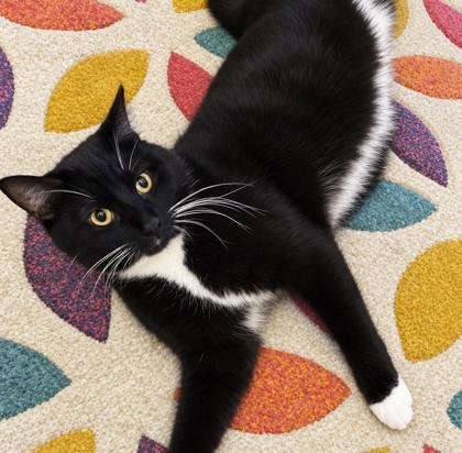 Enlarge Lark, a Adoptable mixed breed in Elk Grove Village, IL image 1/3