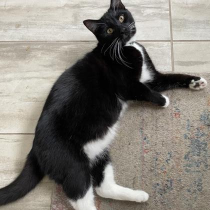 Lark, Adoptable, Young Male Domestic Short Hair & Domestic Short Hair.