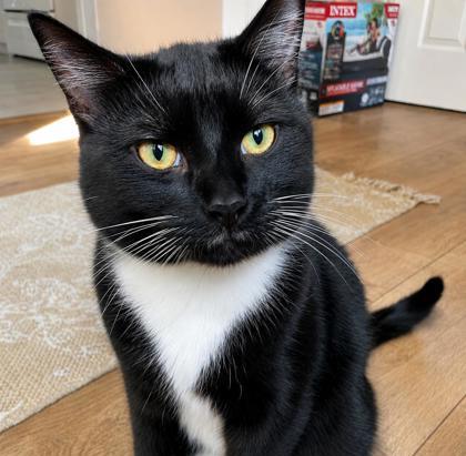 Lark, Adoptable, Young Male Domestic Short Hair & Domestic Short Hair.