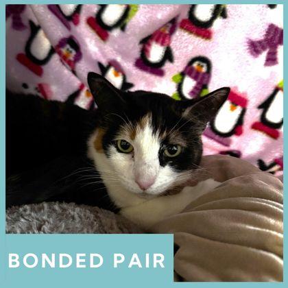 Sugar, adopted, Adult Female Domestic Short Hair.