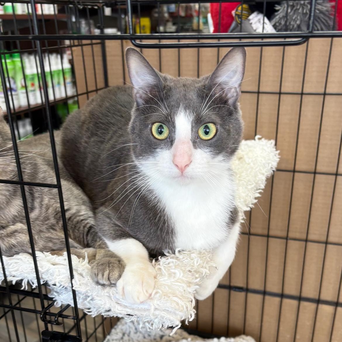 Sterling, Adopted, Young Male Domestic Short Hair.