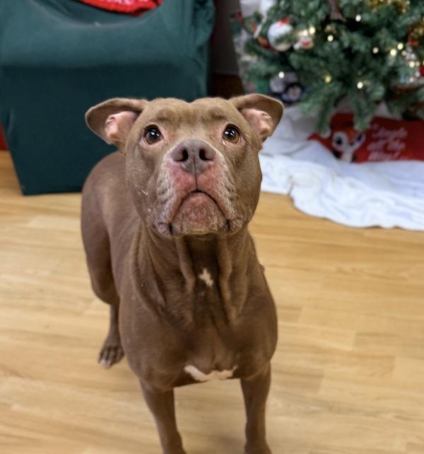 Enlarge Coco, a Adoptable mixed breed in Canton, GA image 1/1