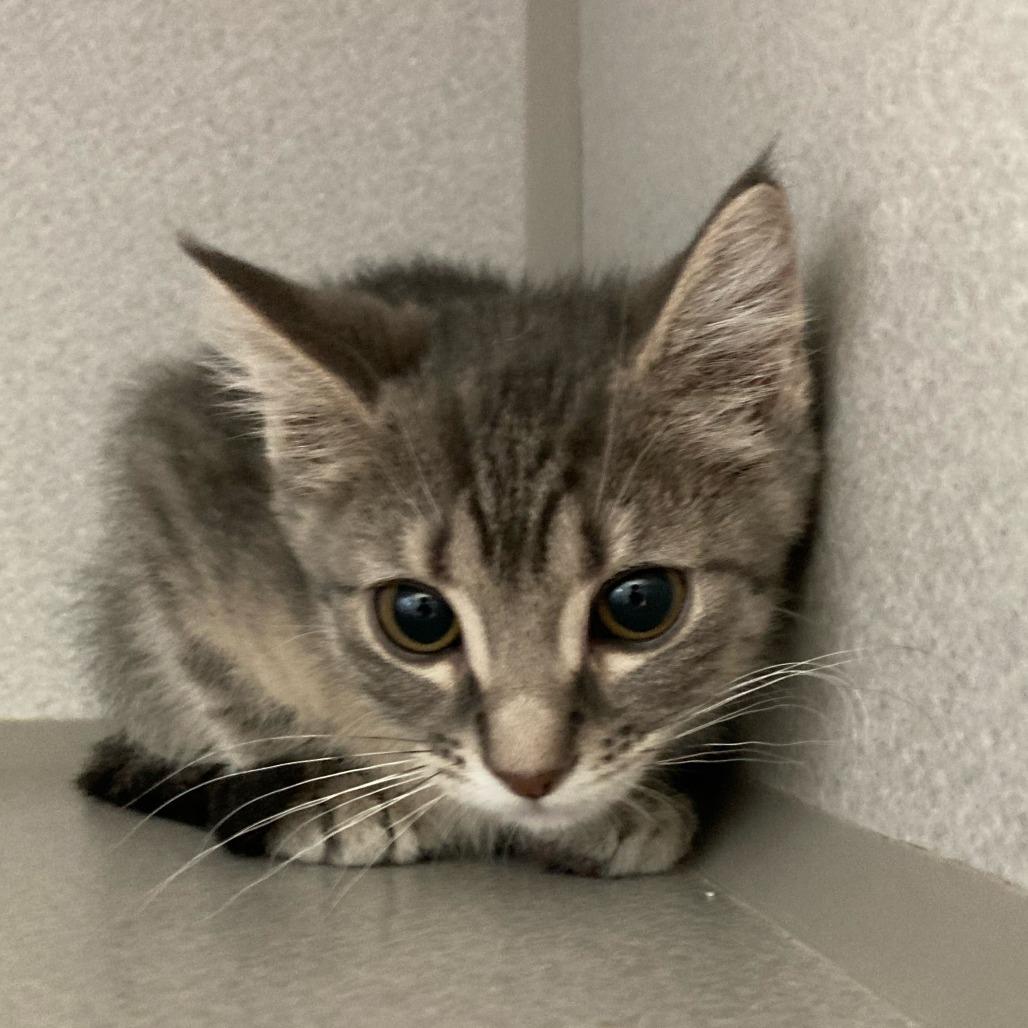 Flapjack, Adoptable, Kitten Male Domestic Short Hair.