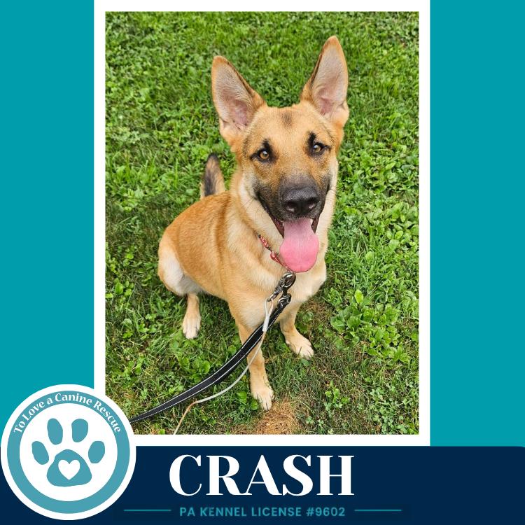 Crash 071826, Adoptable, Young Male German Shepherd Dog.