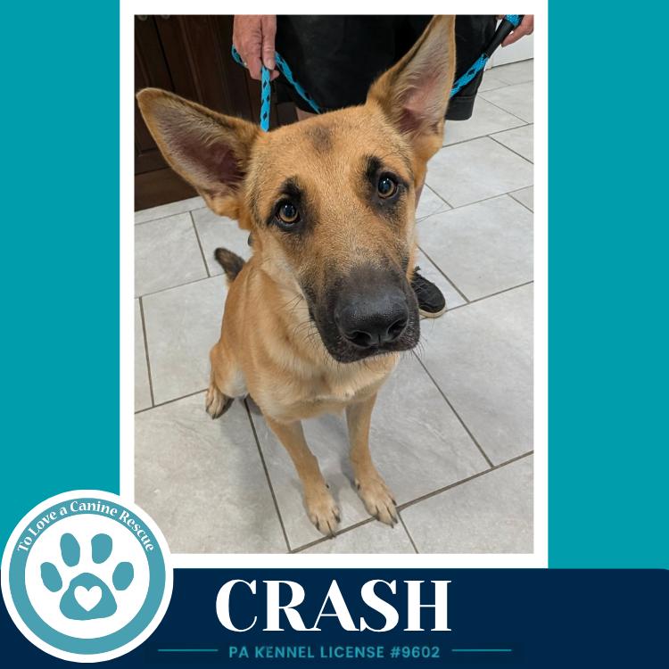 Enlarge Crash 071826, a Adoptable German Shepherd Dog in Kimberton, PA image 2/3