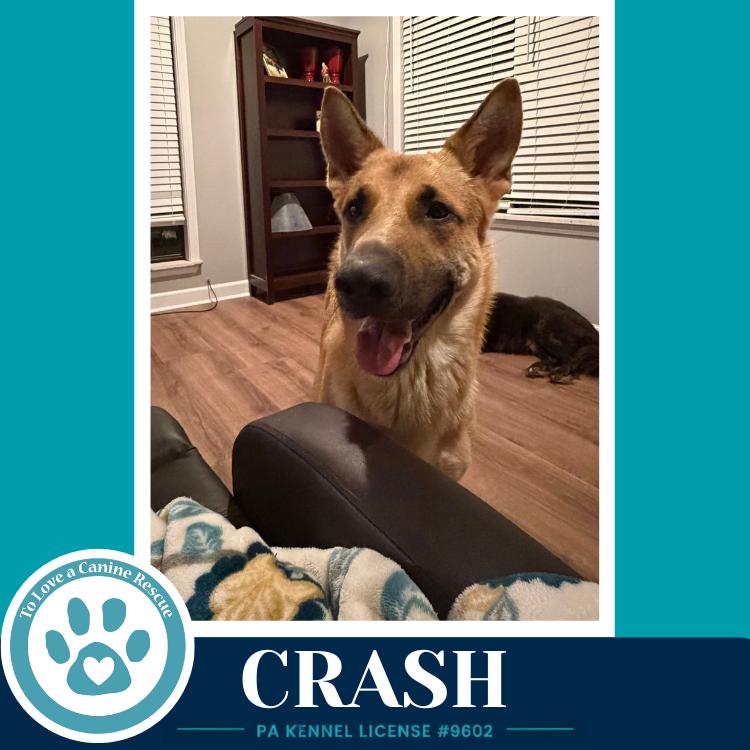 Enlarge Crash 071826, a Adoptable German Shepherd Dog in Kimberton, PA image 3/3