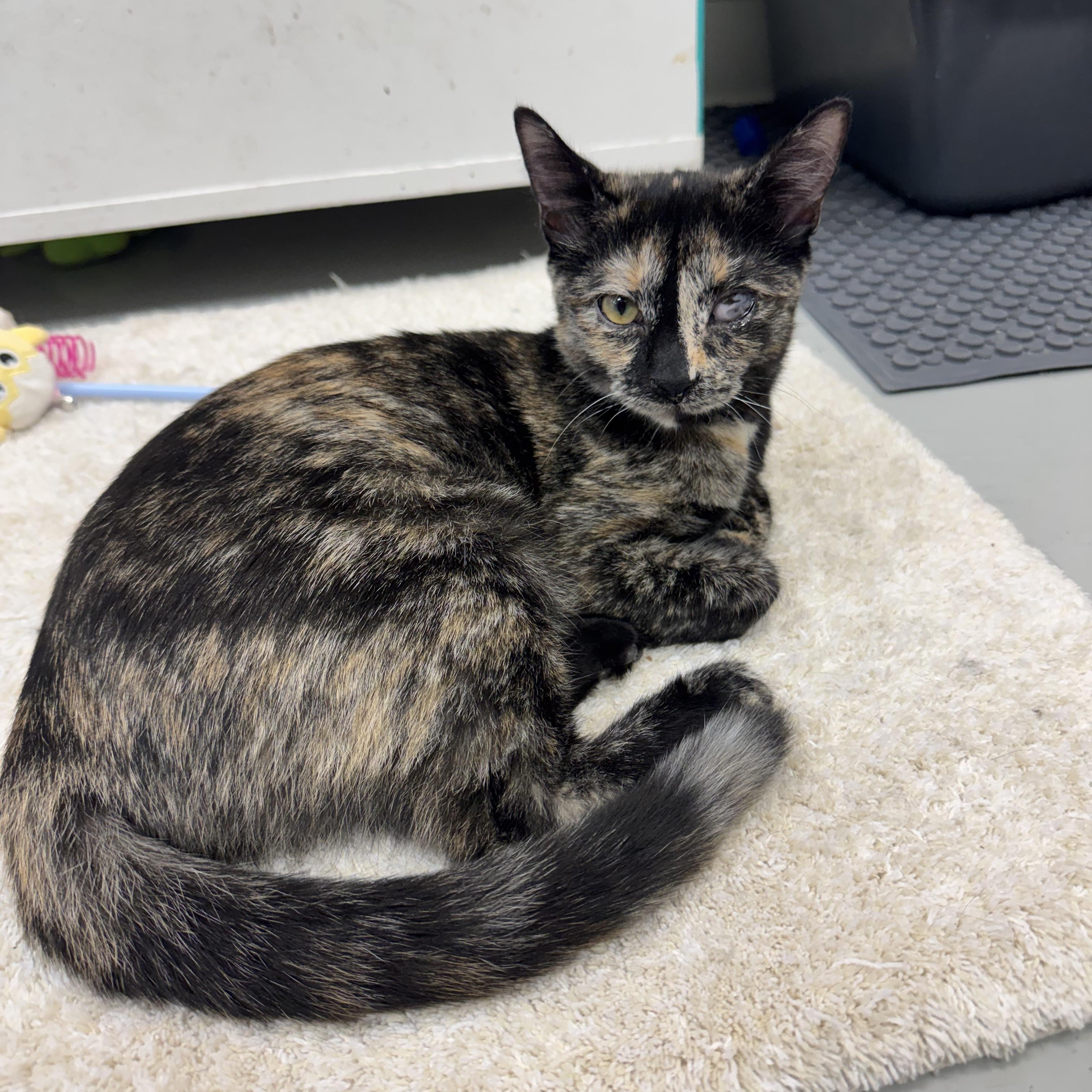 Tiger Lily, Adoptable, Young Female Tortoiseshell.
