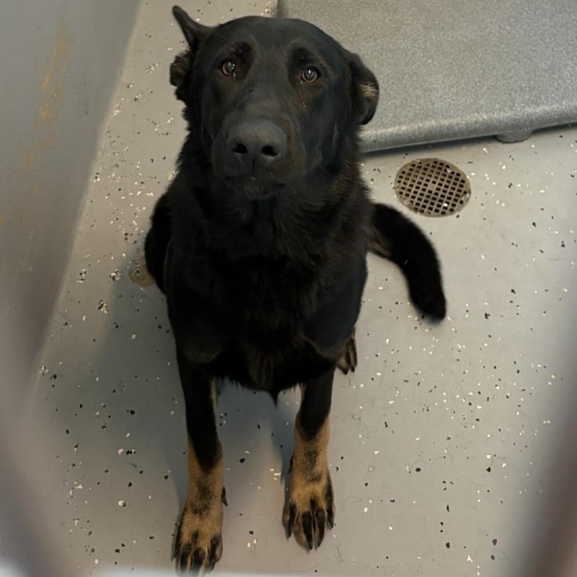 26-0429 "Helena", Adoptable, Adult Female German Shepherd Dog.