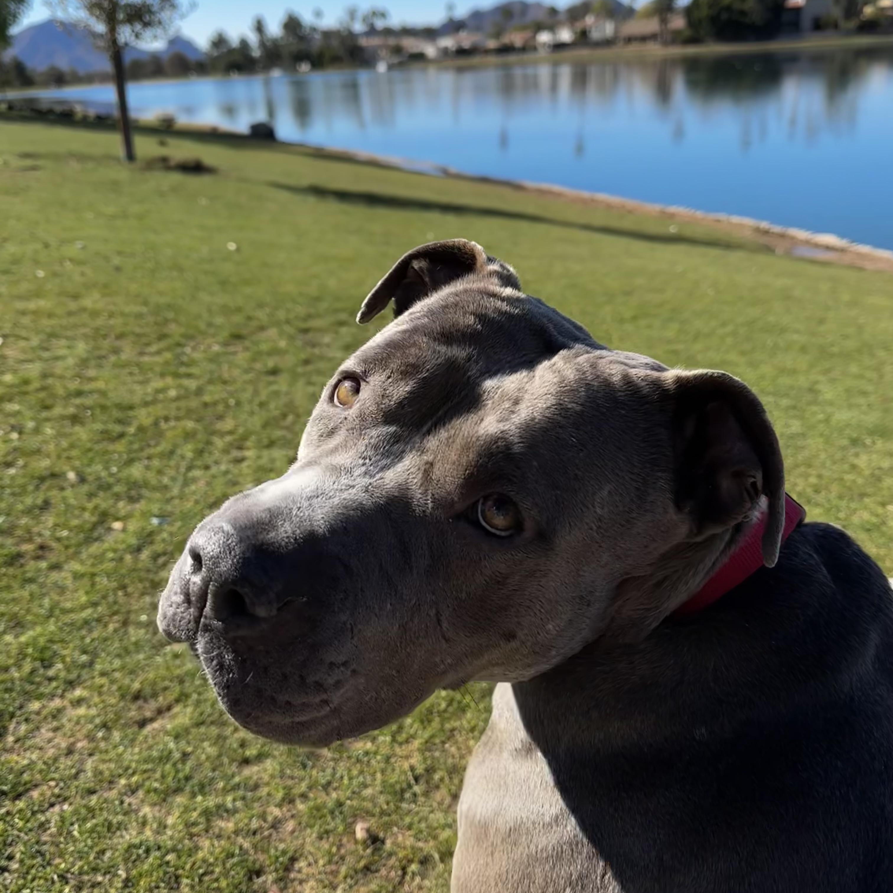 Enlarge Goose, a Adoptable mixed breed in Gilbert, AZ image 4/6