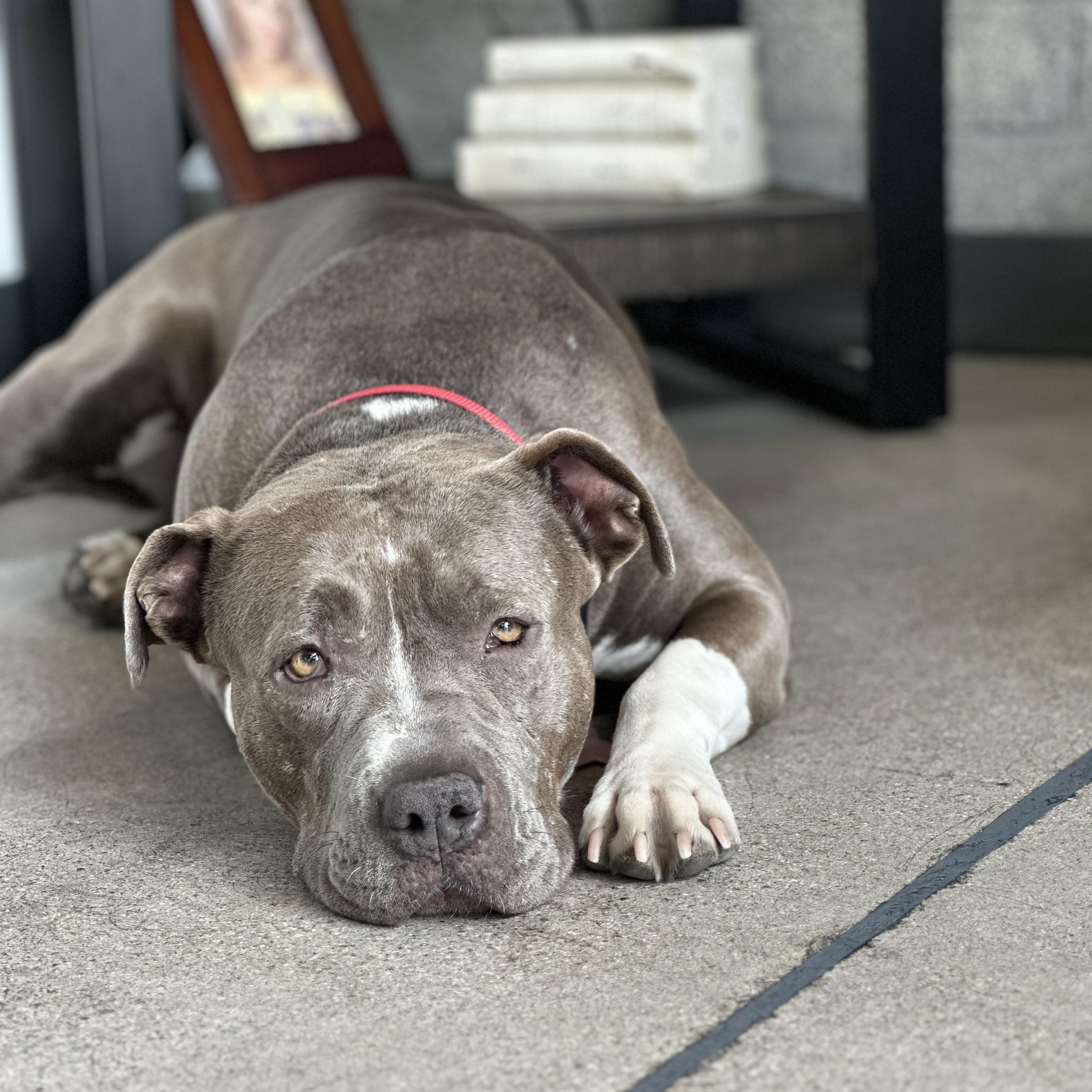 Enlarge Goose, a Adoptable mixed breed in Gilbert, AZ image 1/6