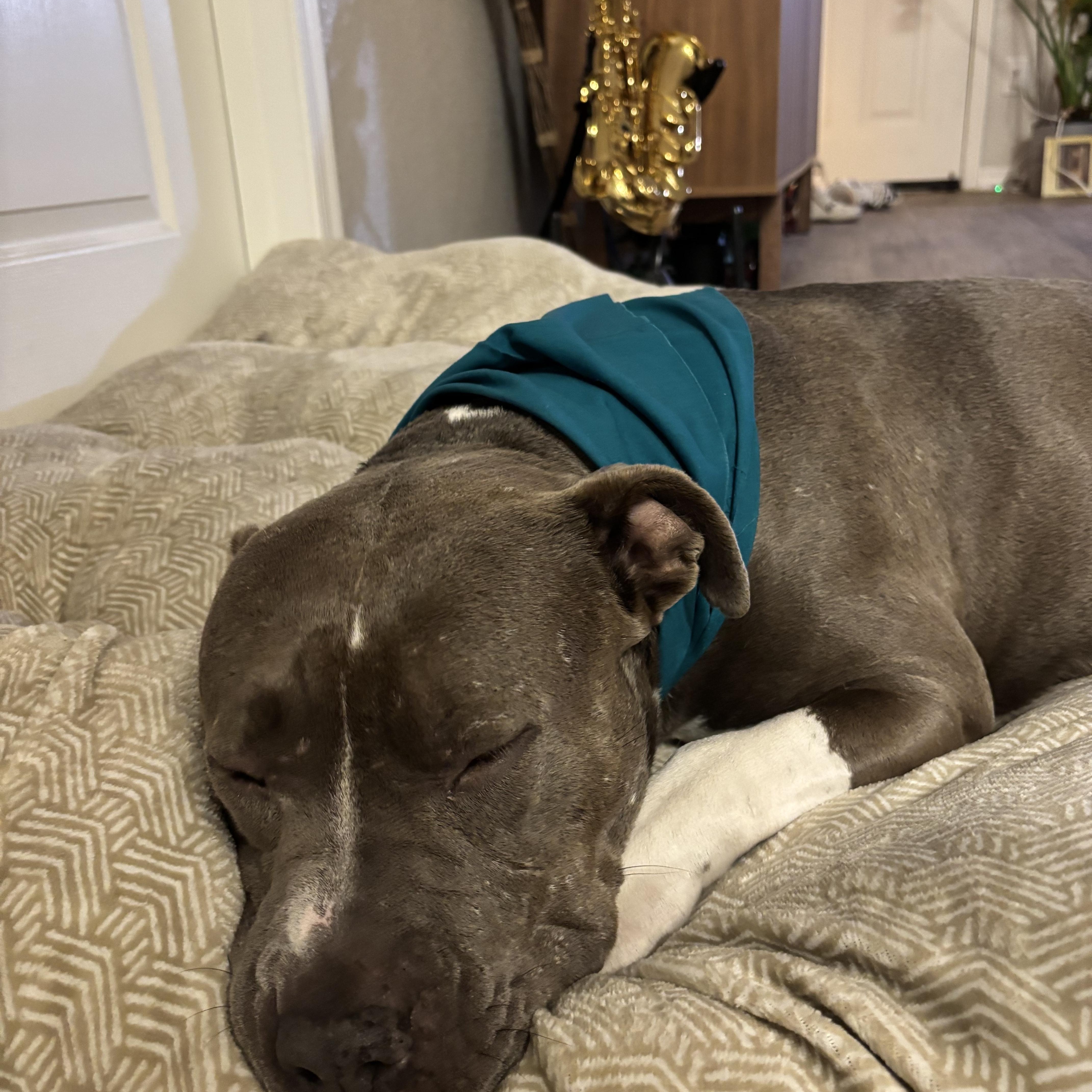 Enlarge Goose, a Adoptable mixed breed in Gilbert, AZ image 2/6