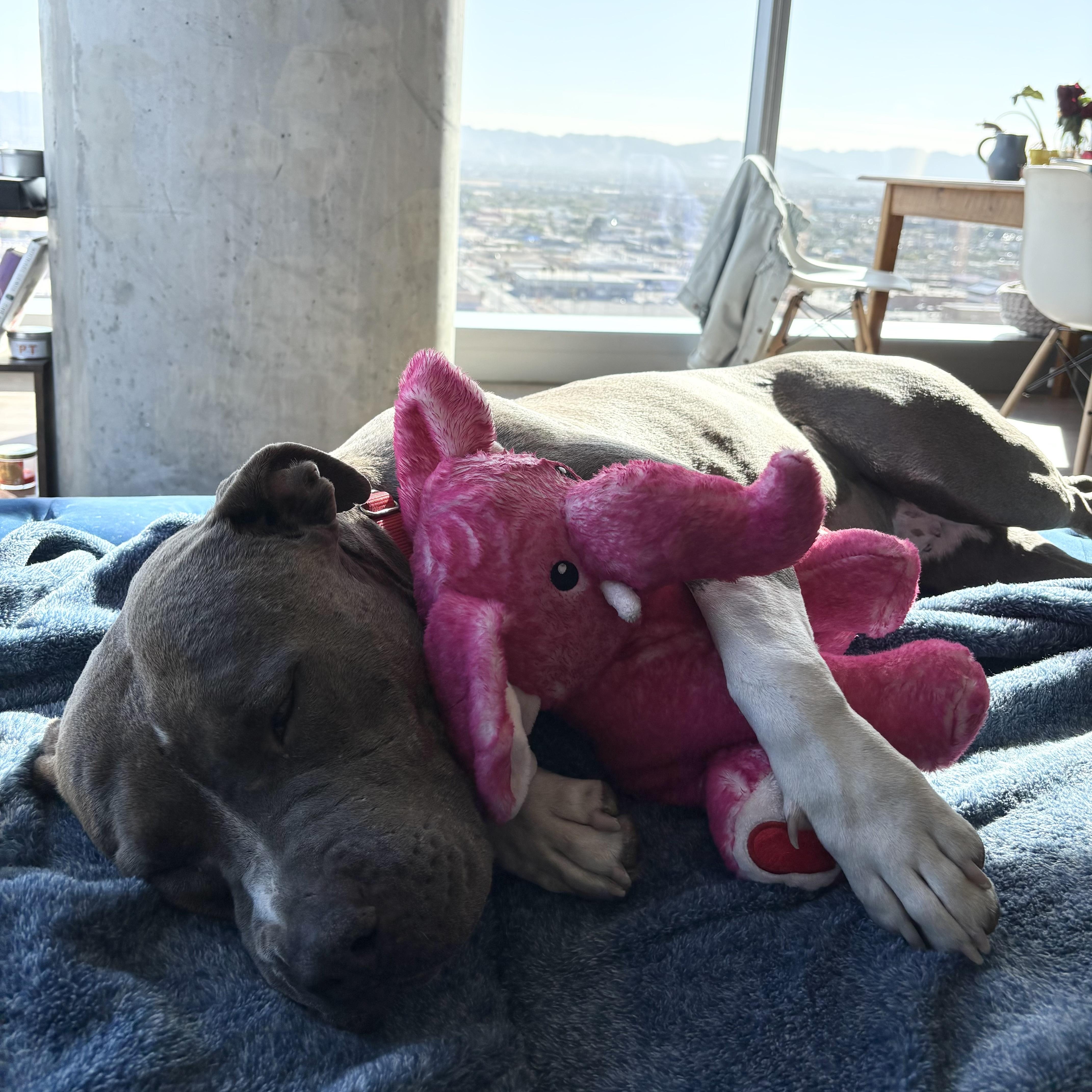 Enlarge Goose, a Adoptable mixed breed in Gilbert, AZ image 5/6