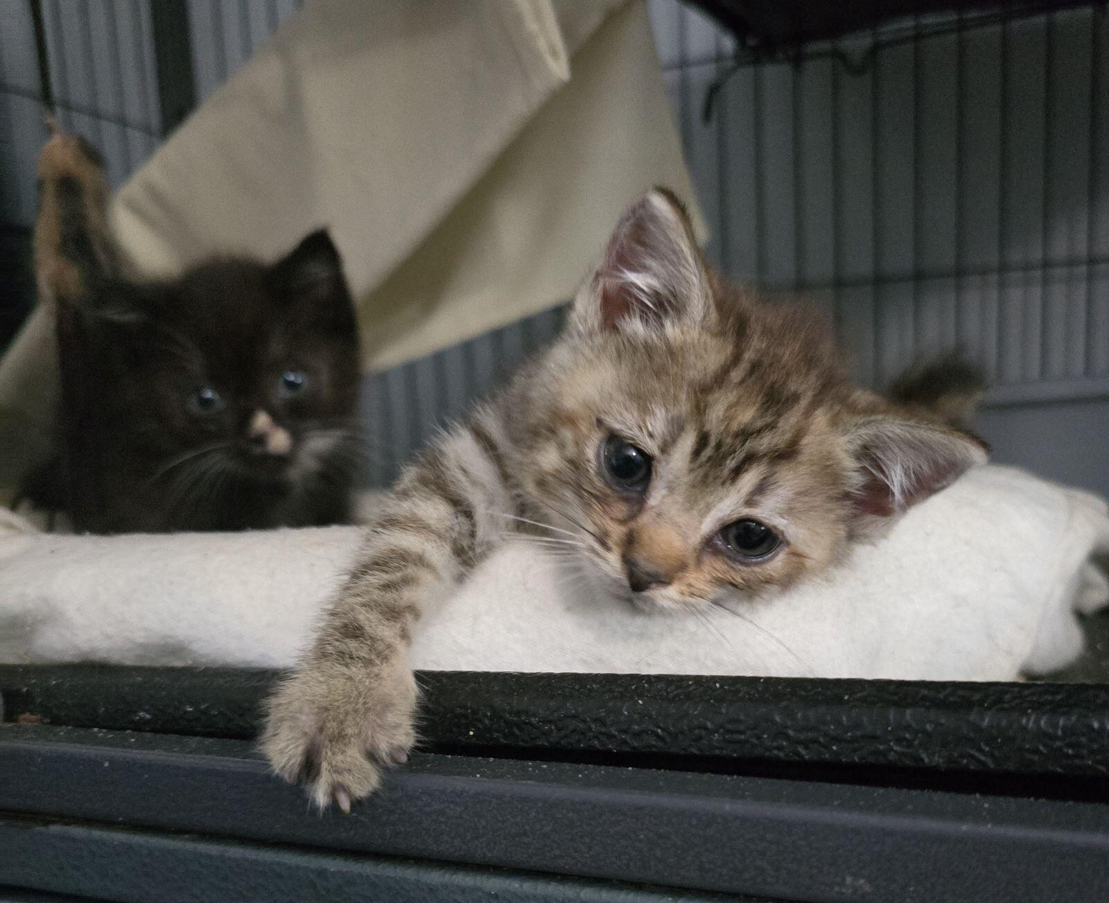 Smidget, Adopted, Kitten Female Domestic Short Hair.