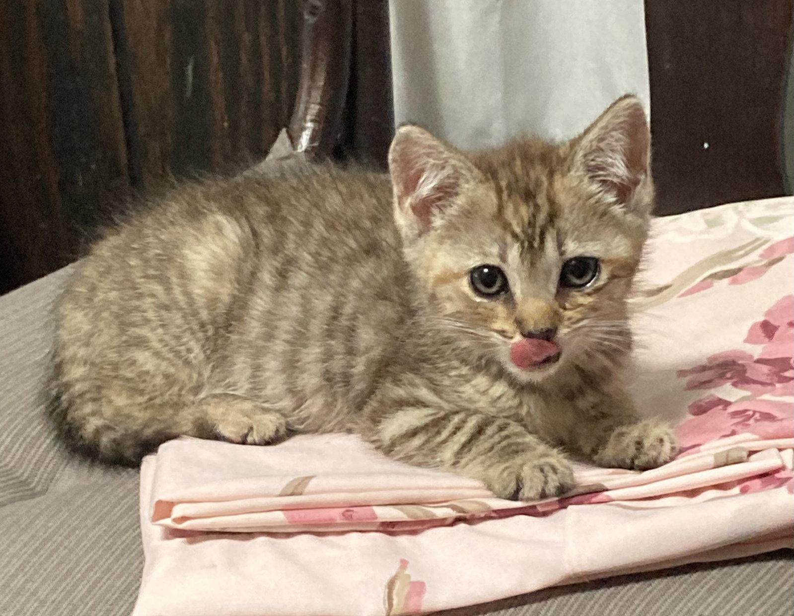 Enlarge Smidget, a Adopted Domestic Short Hair in Trenton, NJ image 3/3