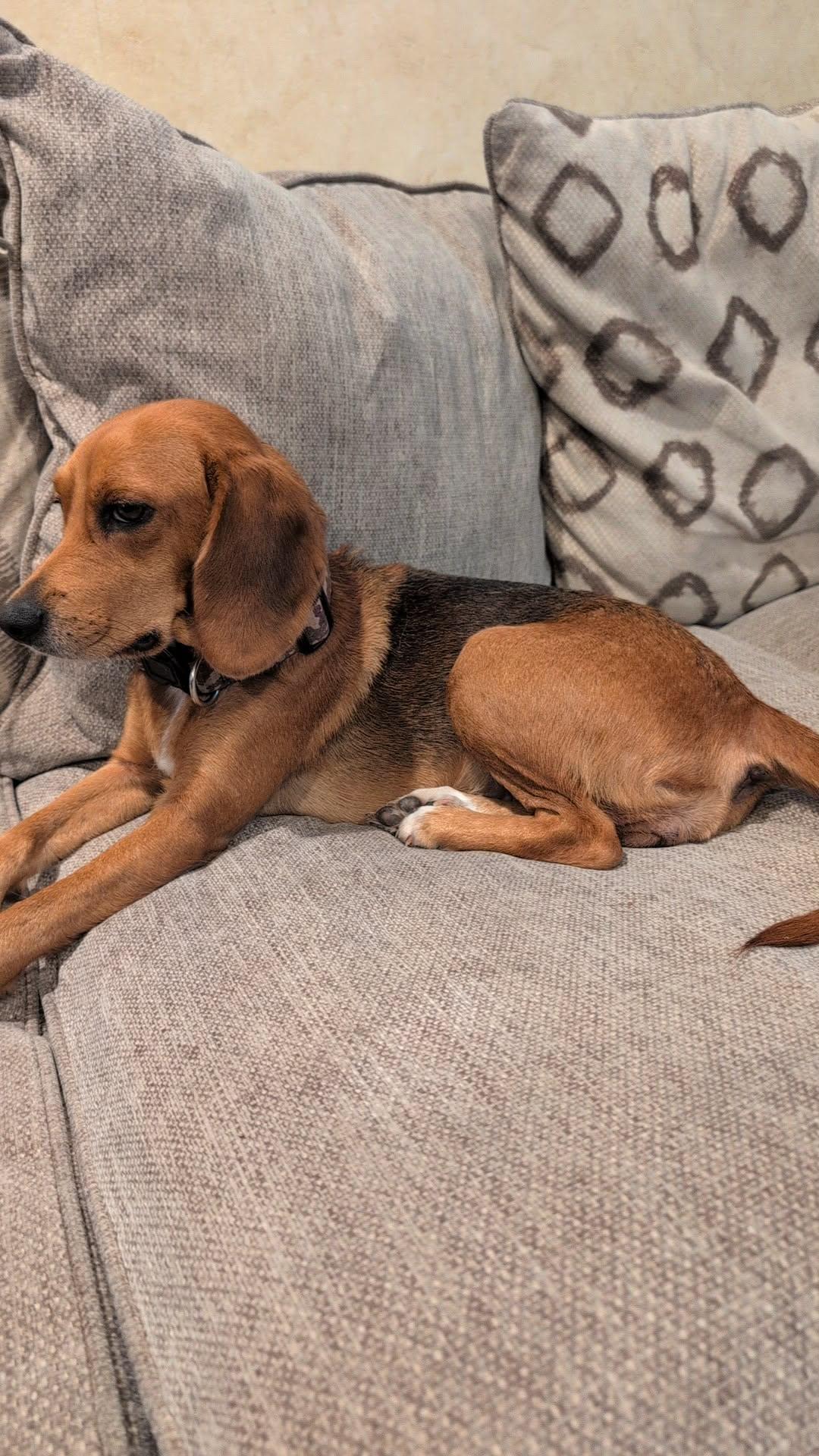 Melly, a ADOPTABLE mixed breed in Navarre, FL image 3/3