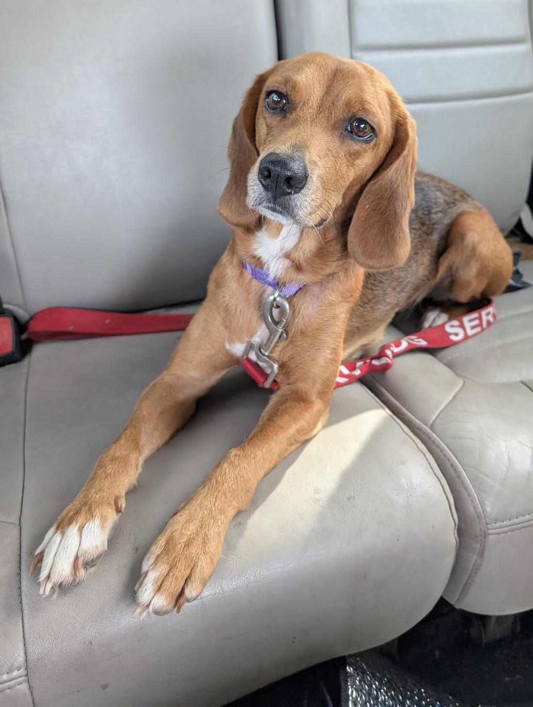 Melly, a ADOPTABLE mixed breed in Navarre, FL image 1/3
