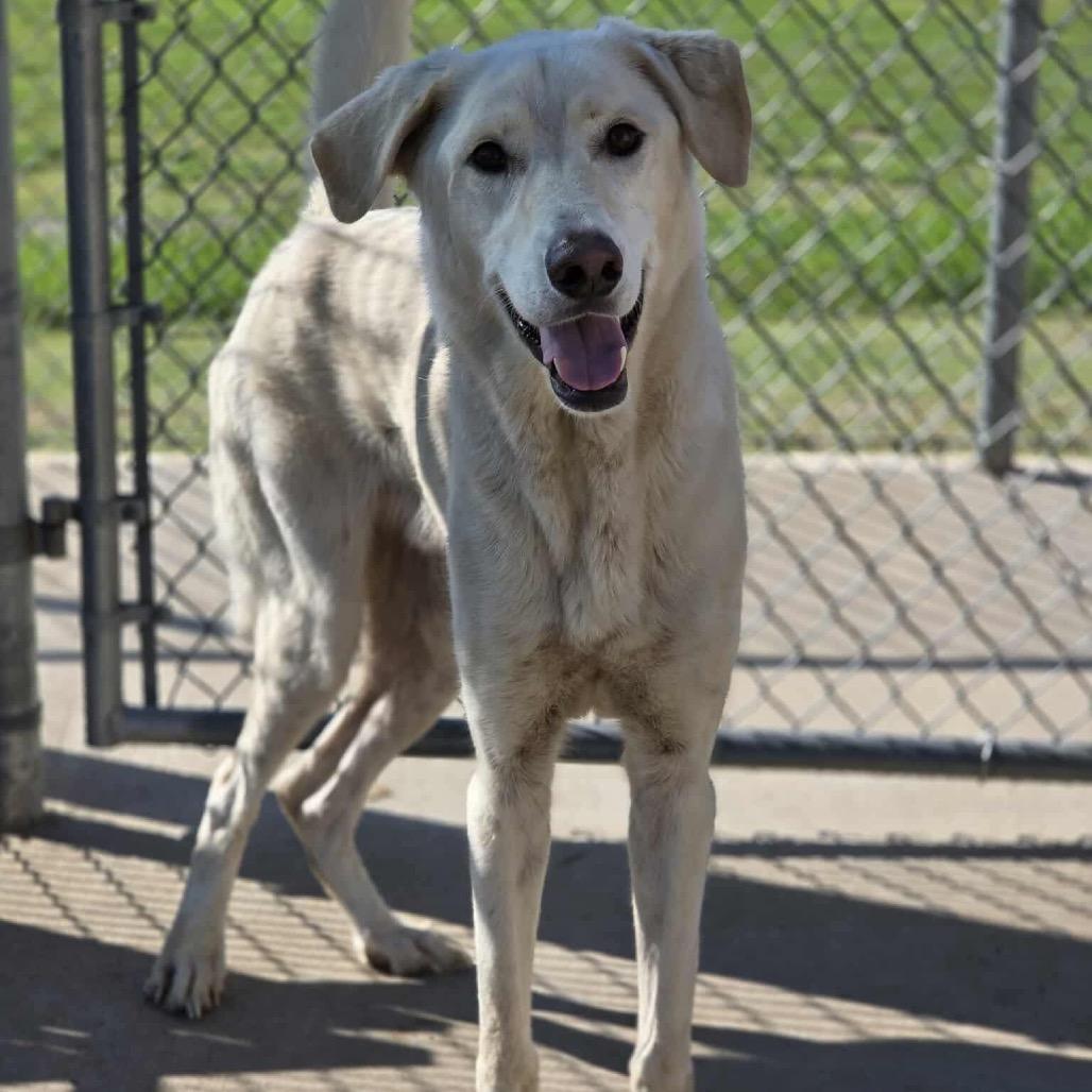 Everest, Adoptable, Adult Male Great Pyrenees & Mixed Breed.
