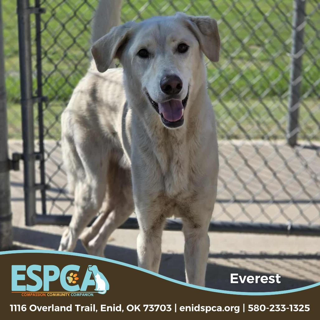 Everest, Adoptable, Adult Male Great Pyrenees & Mixed Breed.