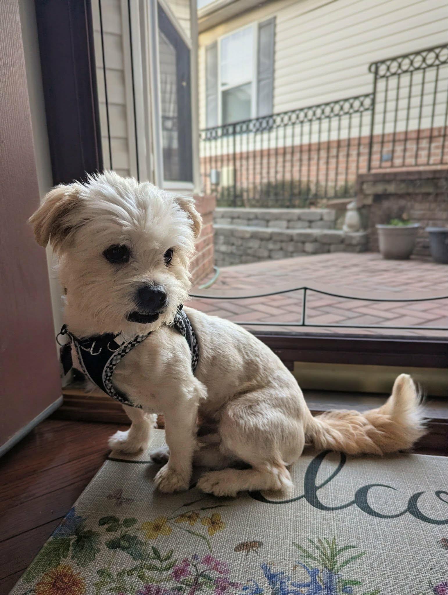 Travis, a Adoptable mixed breed in Ellicott City, MD image 5/5