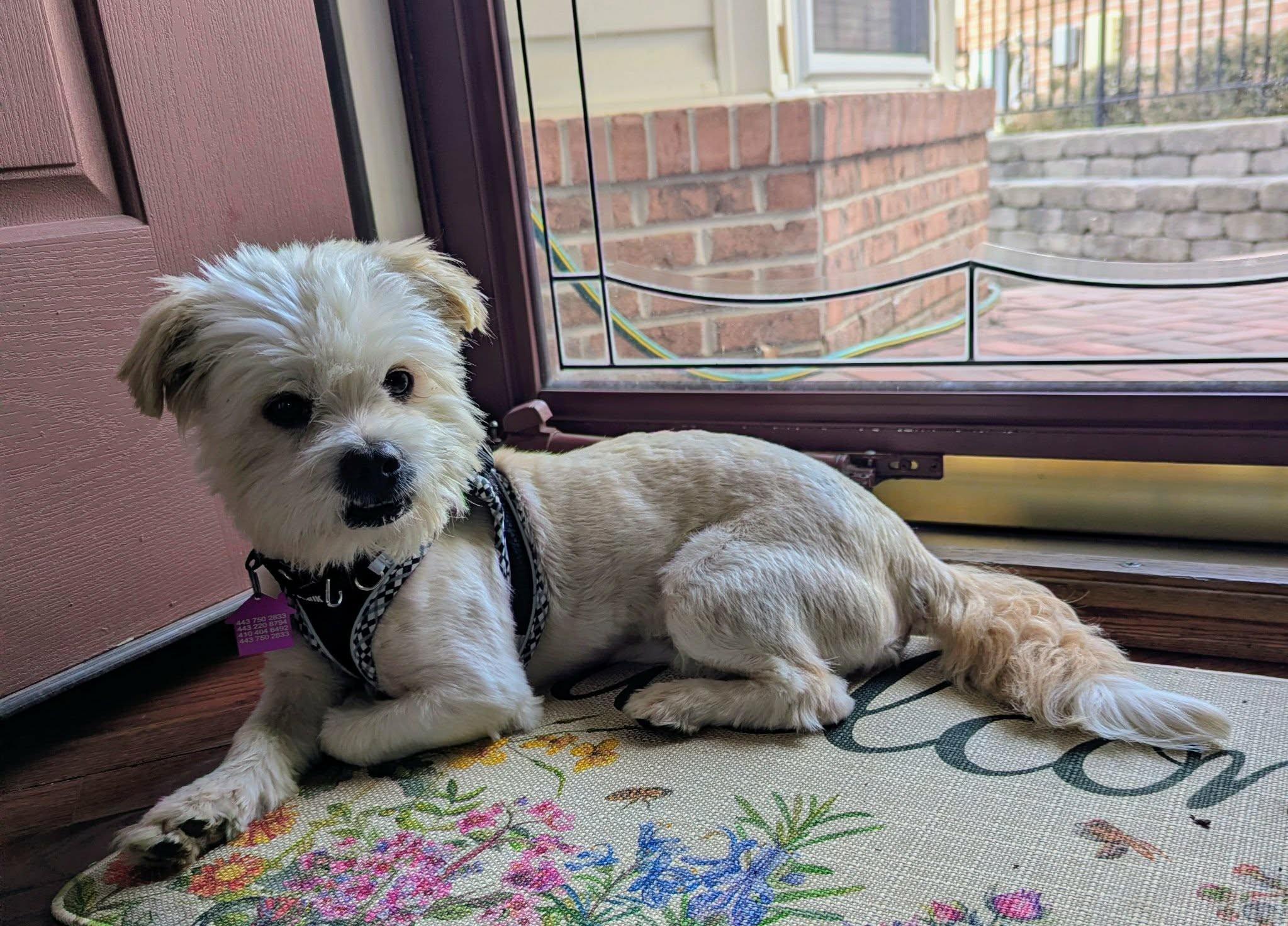 Travis, adopted, Young Male Shih Tzu & Mixed Breed.