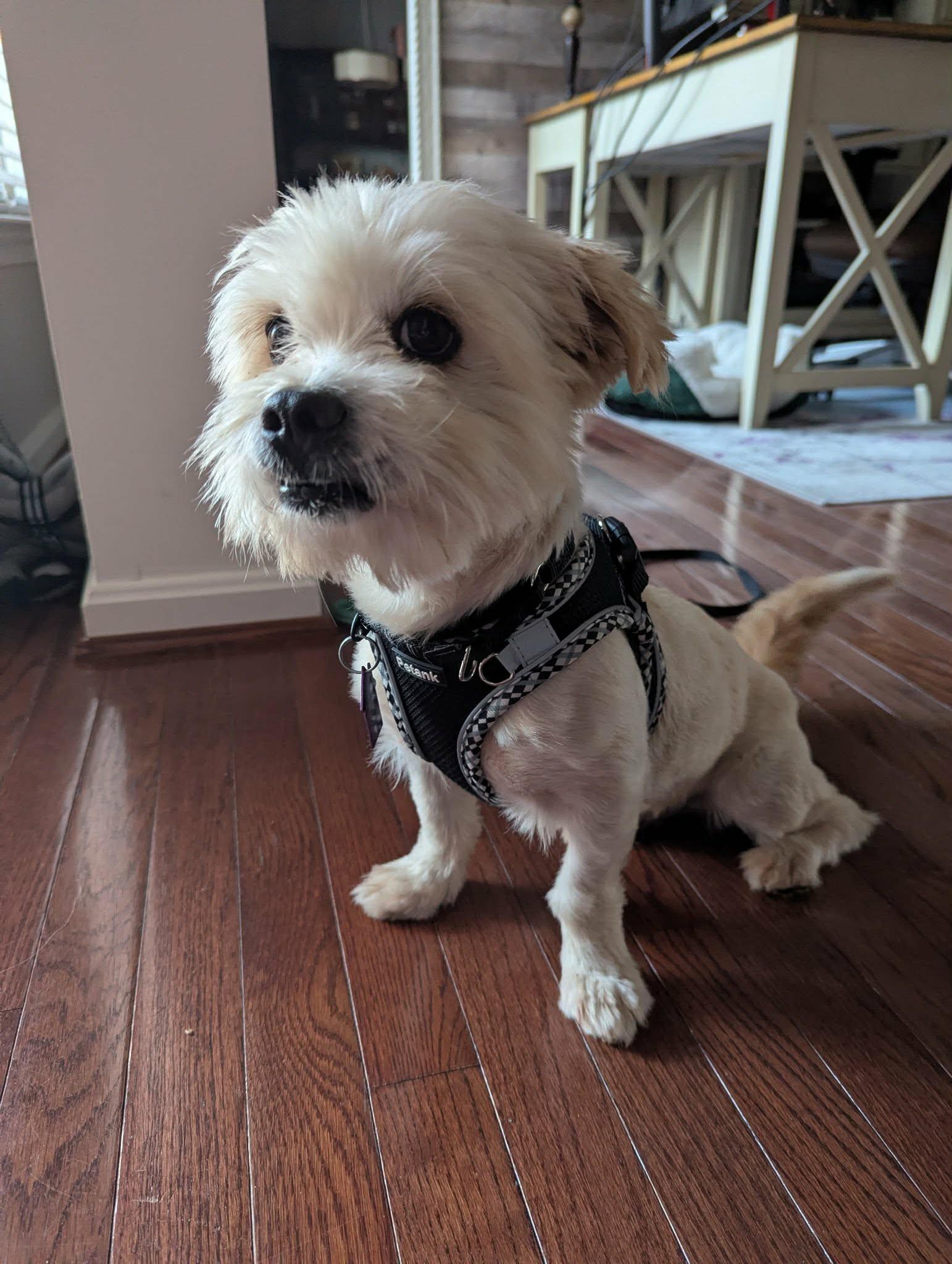 Travis, a Adoptable mixed breed in Ellicott City, MD image 3/5