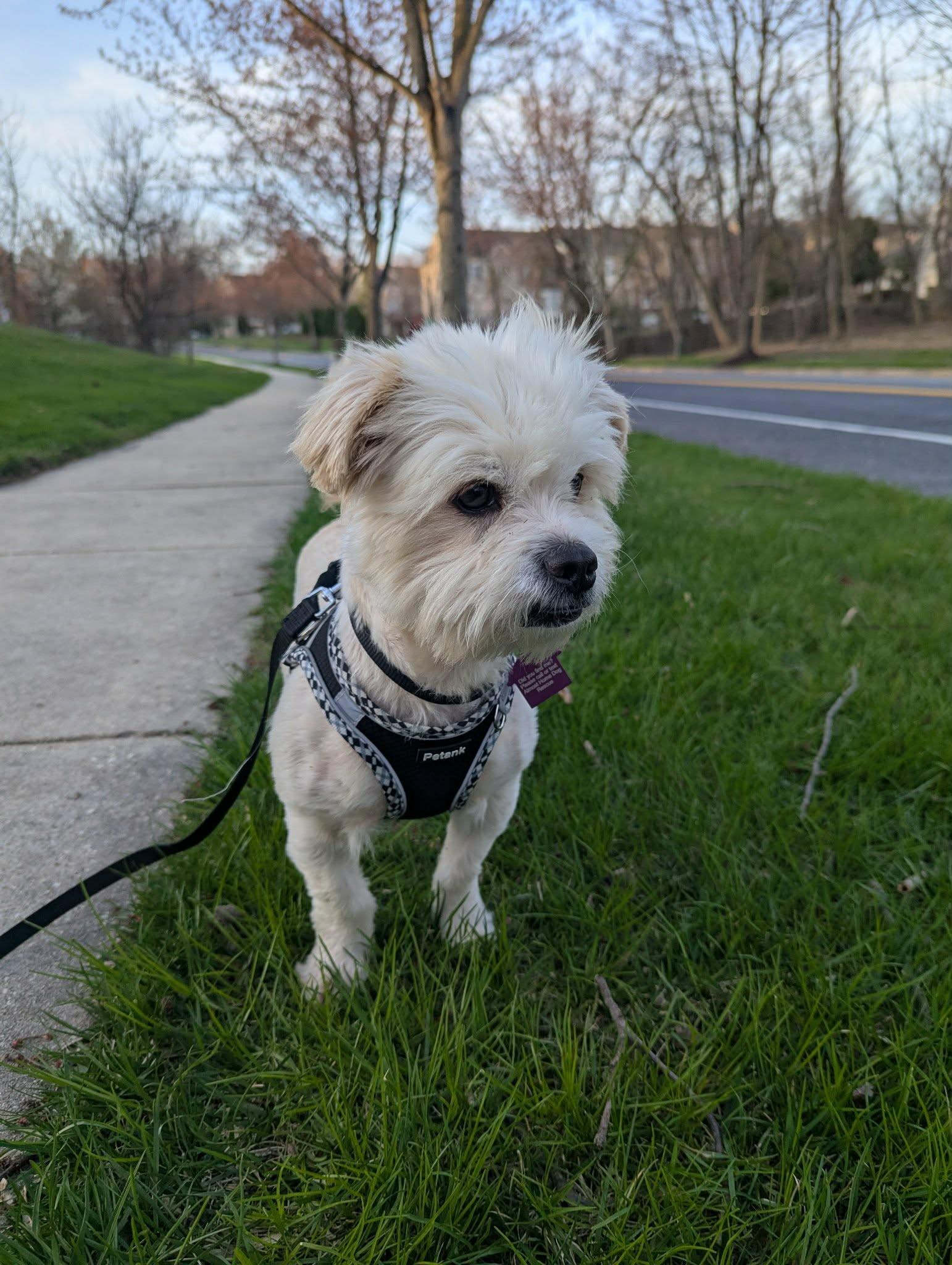 Travis, a Adoptable mixed breed in Ellicott City, MD image 4/5