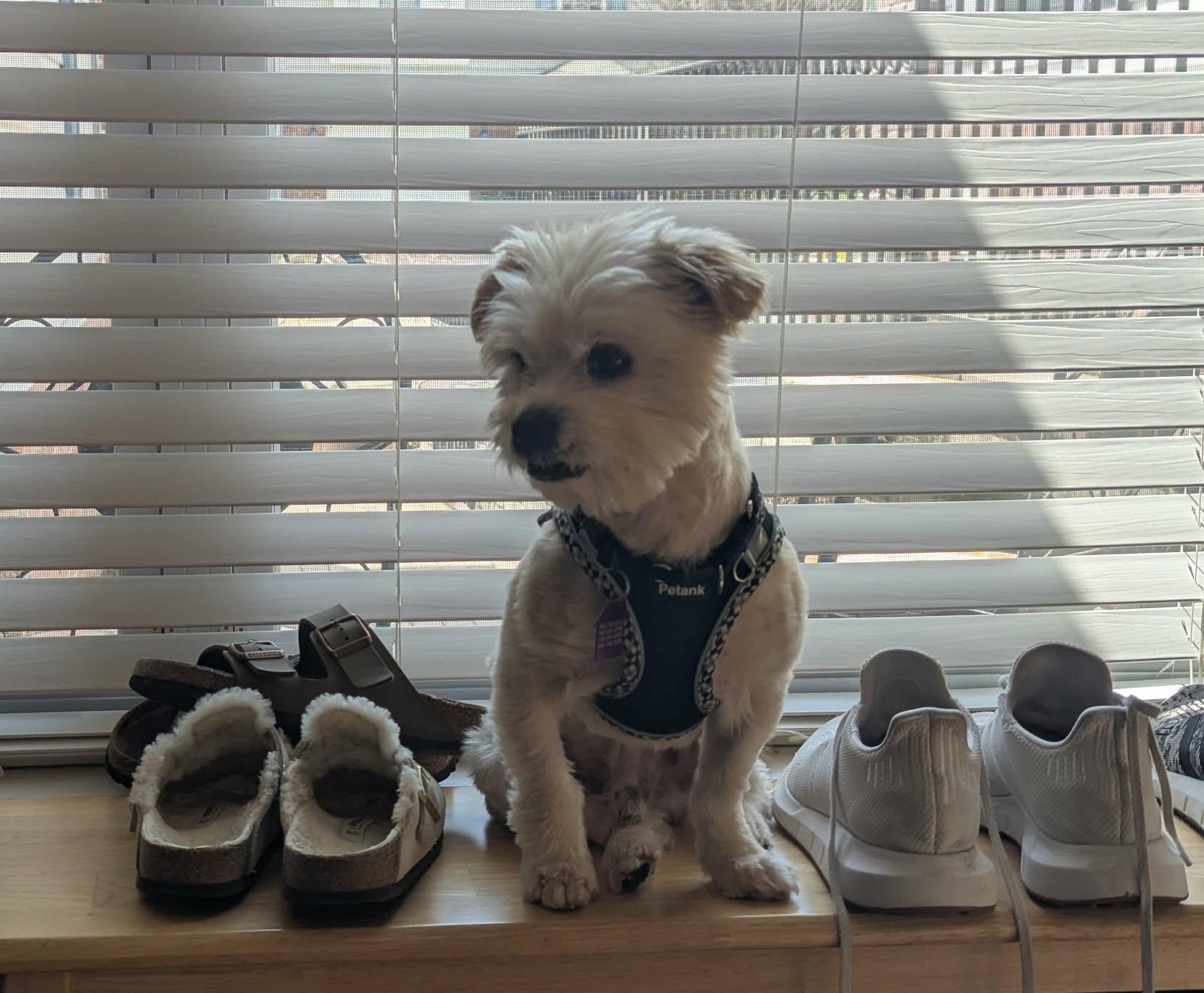 Travis, a Adoptable mixed breed in Ellicott City, MD image 2/5