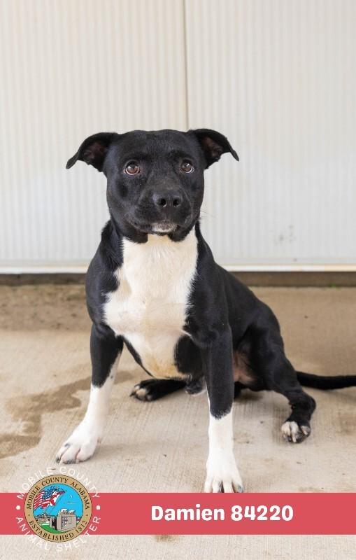 Damien, Adoptable, Adult Male American Bulldog.