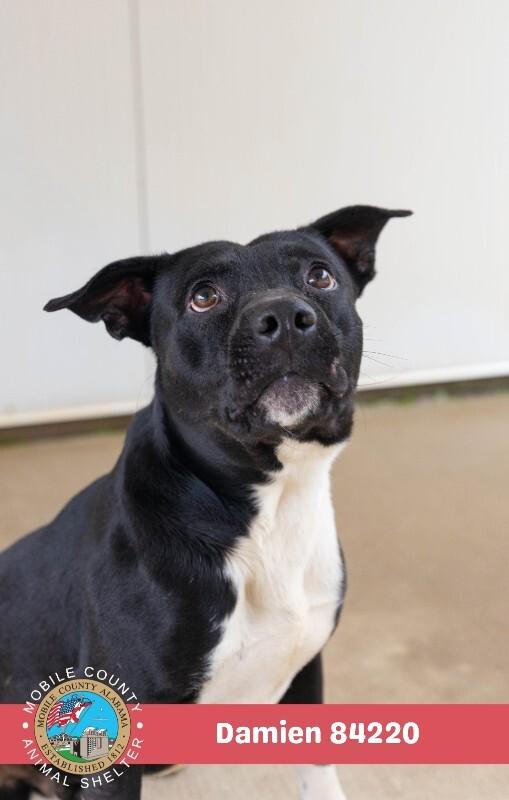 Enlarge Damien, a Adoptable American Bulldog in Mobile, AL image 2/2