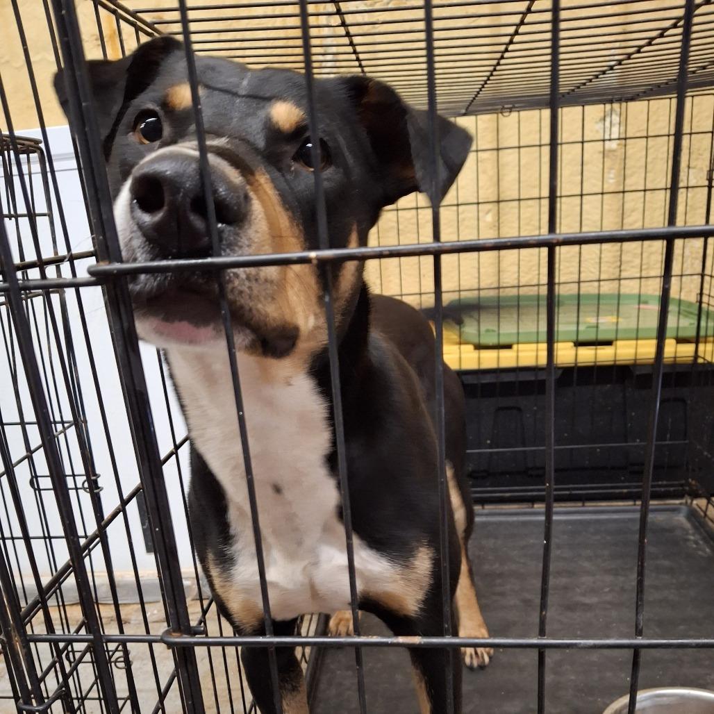 Enlarge Buster 2025, a Adoptable Mixed Breed in South Houston, TX image 1/1