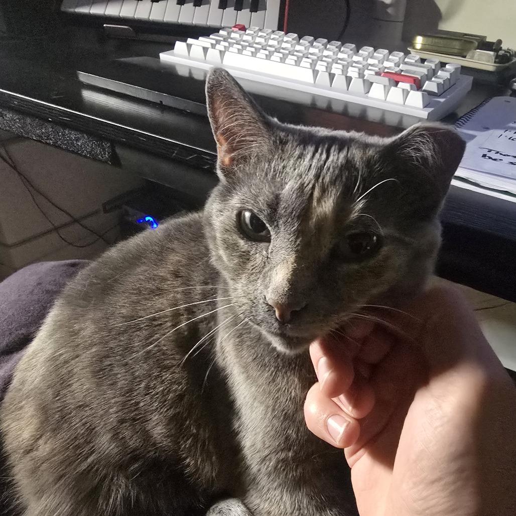 Mermaid, a ADOPTABLE Domestic Short Hair in Evanston, IL image 1/5