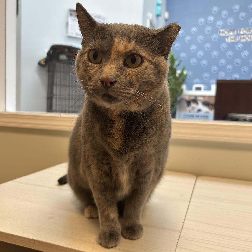 Enlarge Mermaid, a ADOPTABLE Domestic Short Hair in Evanston, IL image 2/3