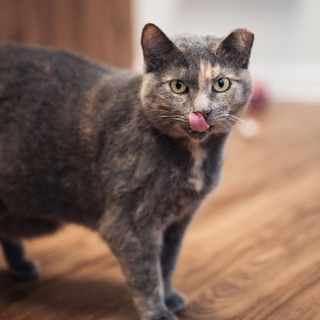 Enlarge Mermaid, a ADOPTABLE Domestic Short Hair in Evanston, IL image 3/3