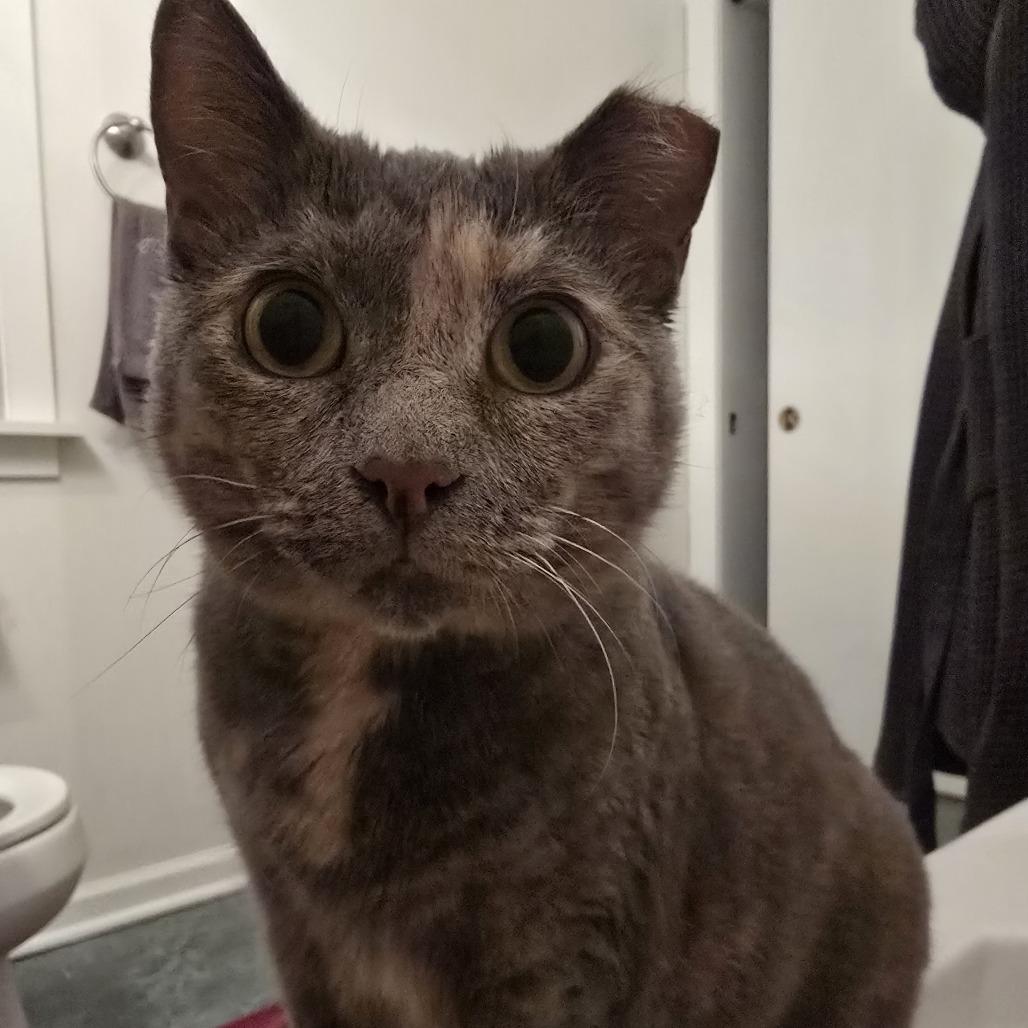 Mermaid, a ADOPTABLE Domestic Short Hair in Evanston, IL image 3/5