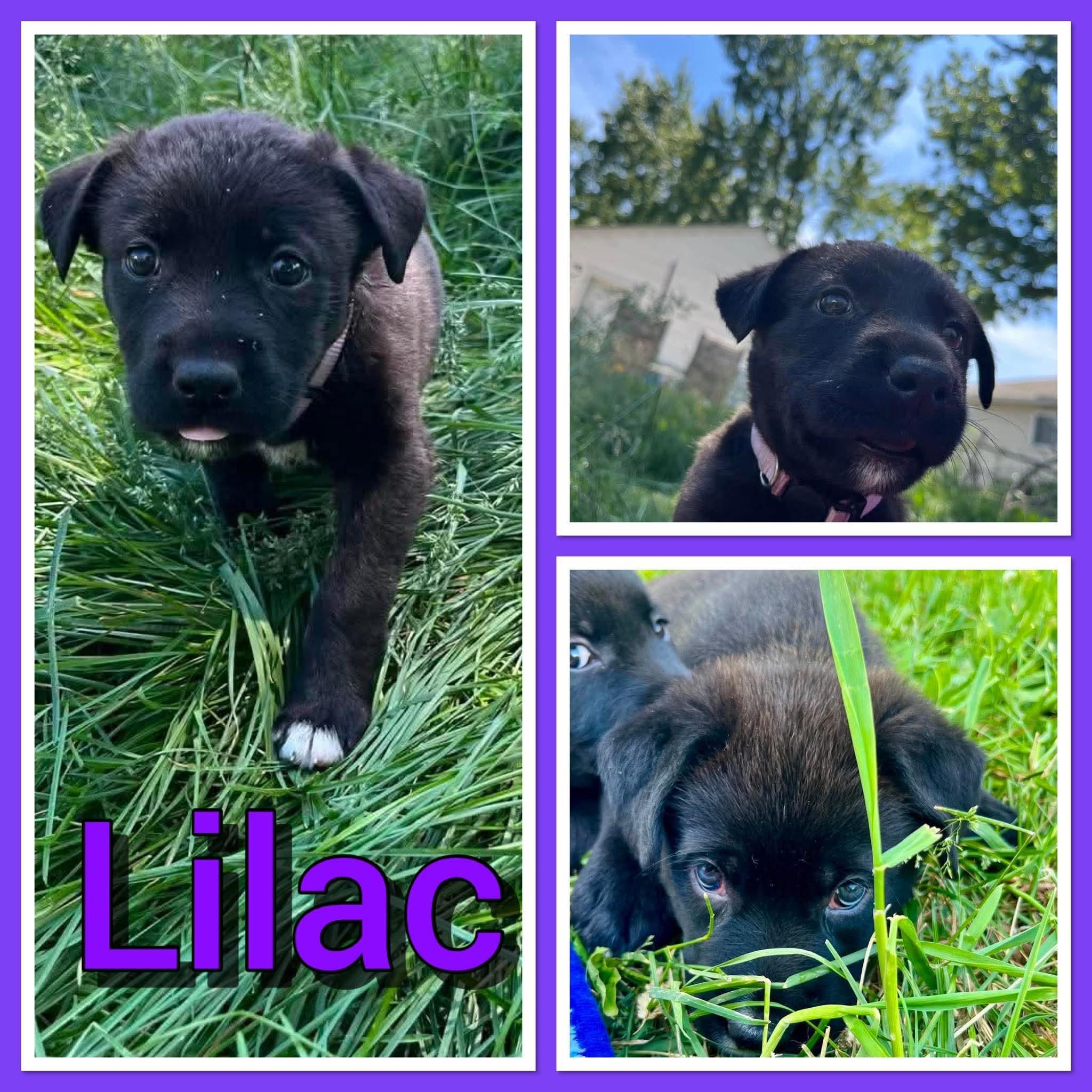 Enlarge Lilac, an adopted mixed breed in Pleasant Ridge, MI image 1/1
