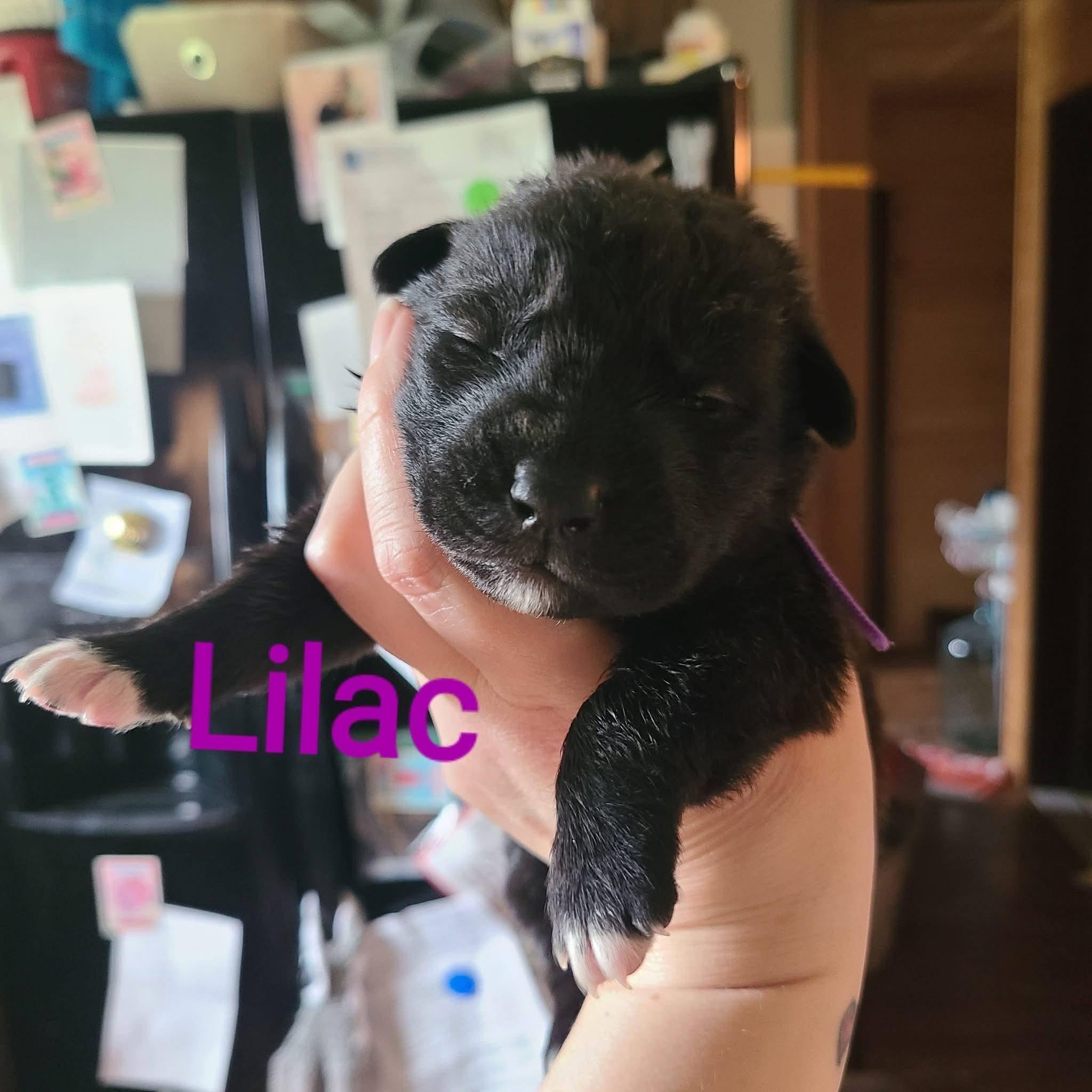 Lilac, ADOPTABLE, Puppy Female Pit Bull Terrier.