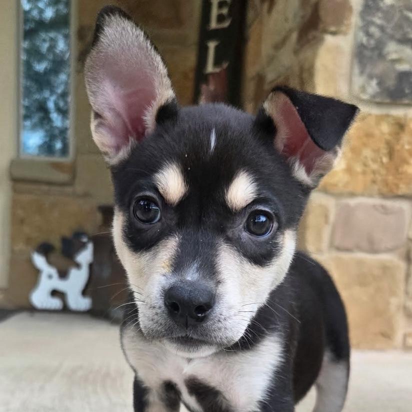 Enlarge Jolene, a ADOPTABLE mixed breed in Austin, TX image 2/2