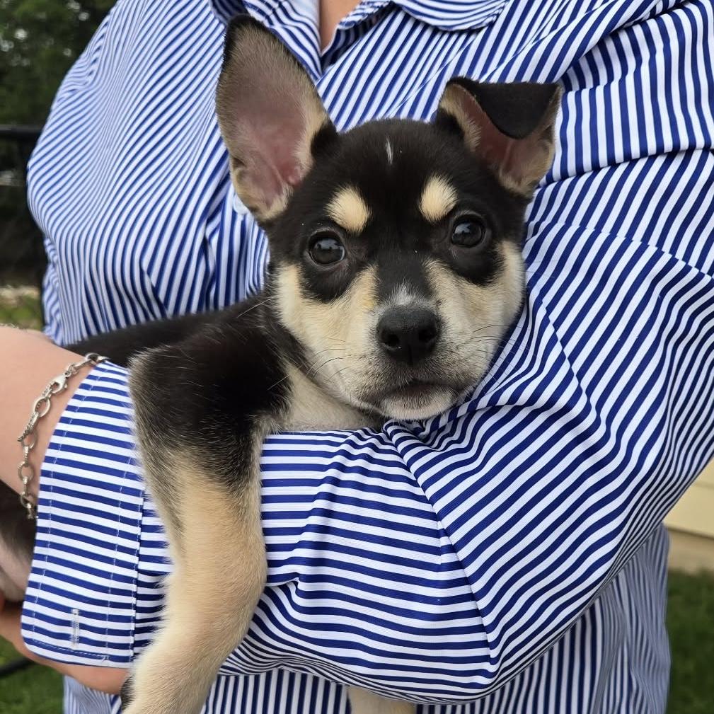 Jolene, ADOPTABLE, Puppy Female Husky & Shepherd.