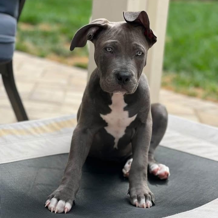 Enlarge Oliver, a ADOPTABLE mixed breed in Citrus Heights, CA image 5/6