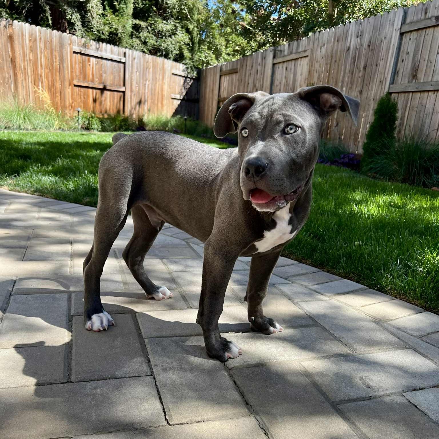Enlarge Oliver, a ADOPTABLE mixed breed in Citrus Heights, CA image 4/6
