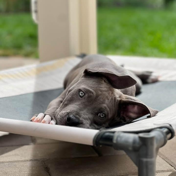 Enlarge Oliver, a ADOPTABLE mixed breed in Citrus Heights, CA image 3/6