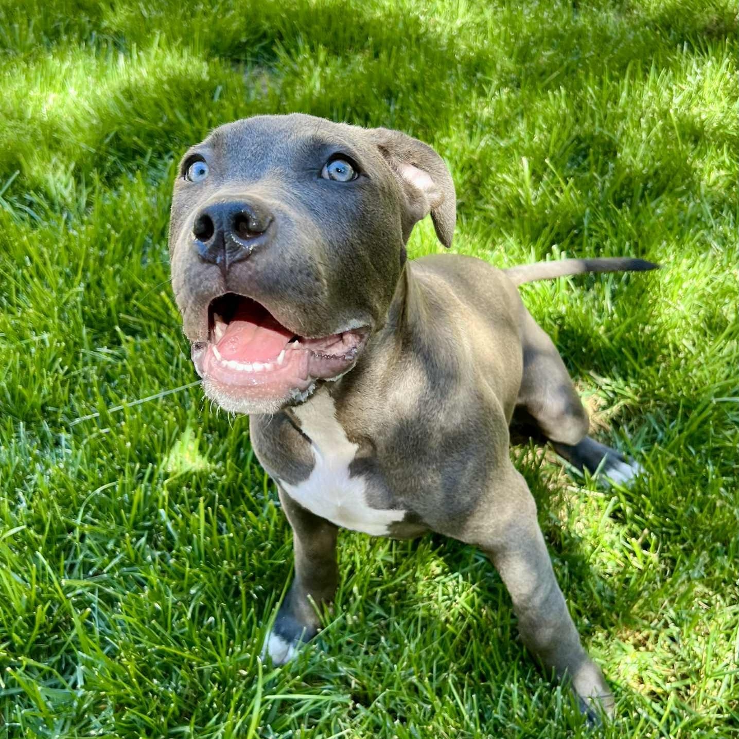 Enlarge Oliver, a ADOPTABLE mixed breed in Citrus Heights, CA image 6/6