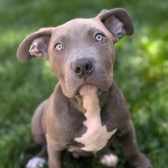 Oliver, ADOPTABLE, Puppy Male American Bully & Pit Bull Terrier.