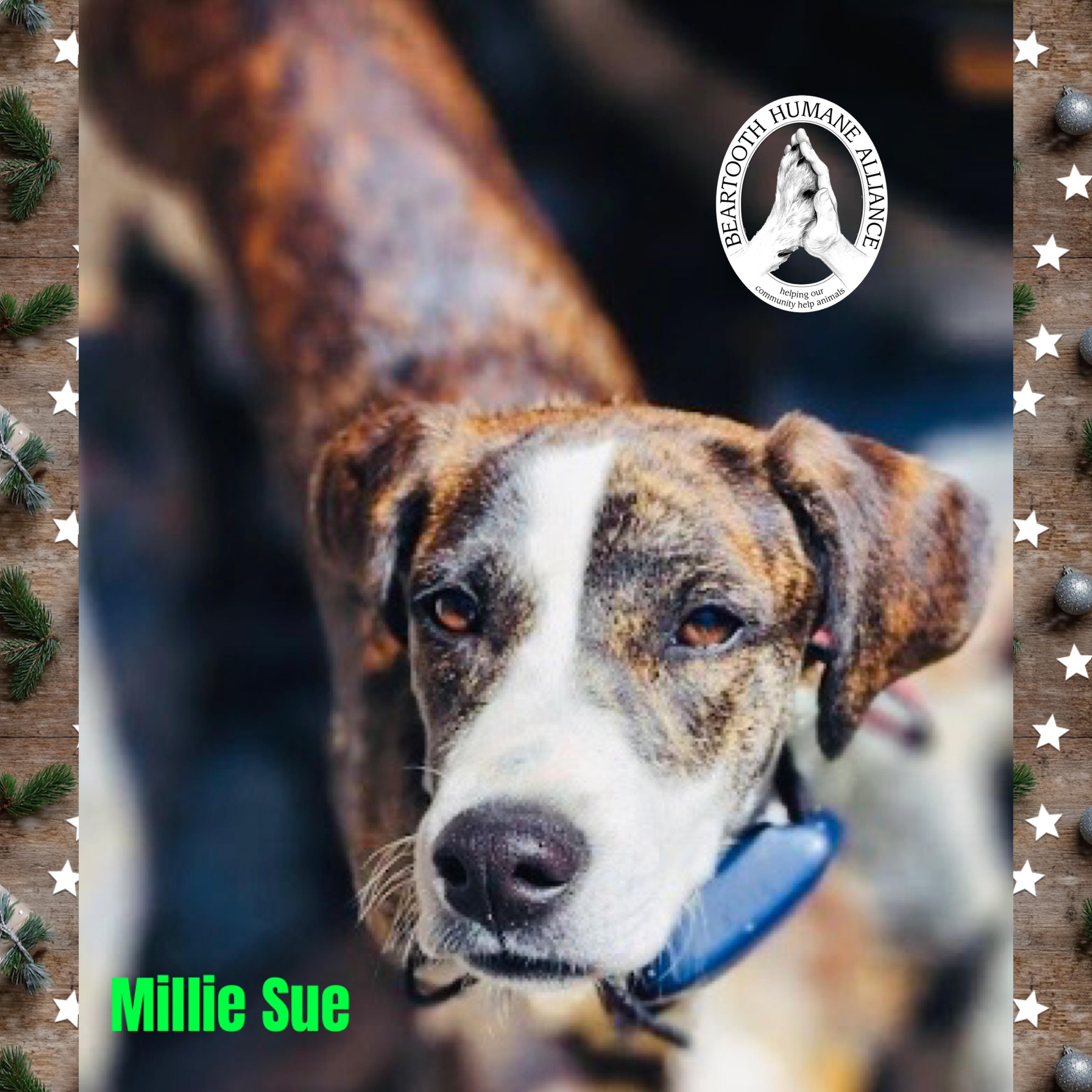 Enlarge Millie Sue, a ADOPTABLE Mountain Cur in Red Lodge, MT image 3/3