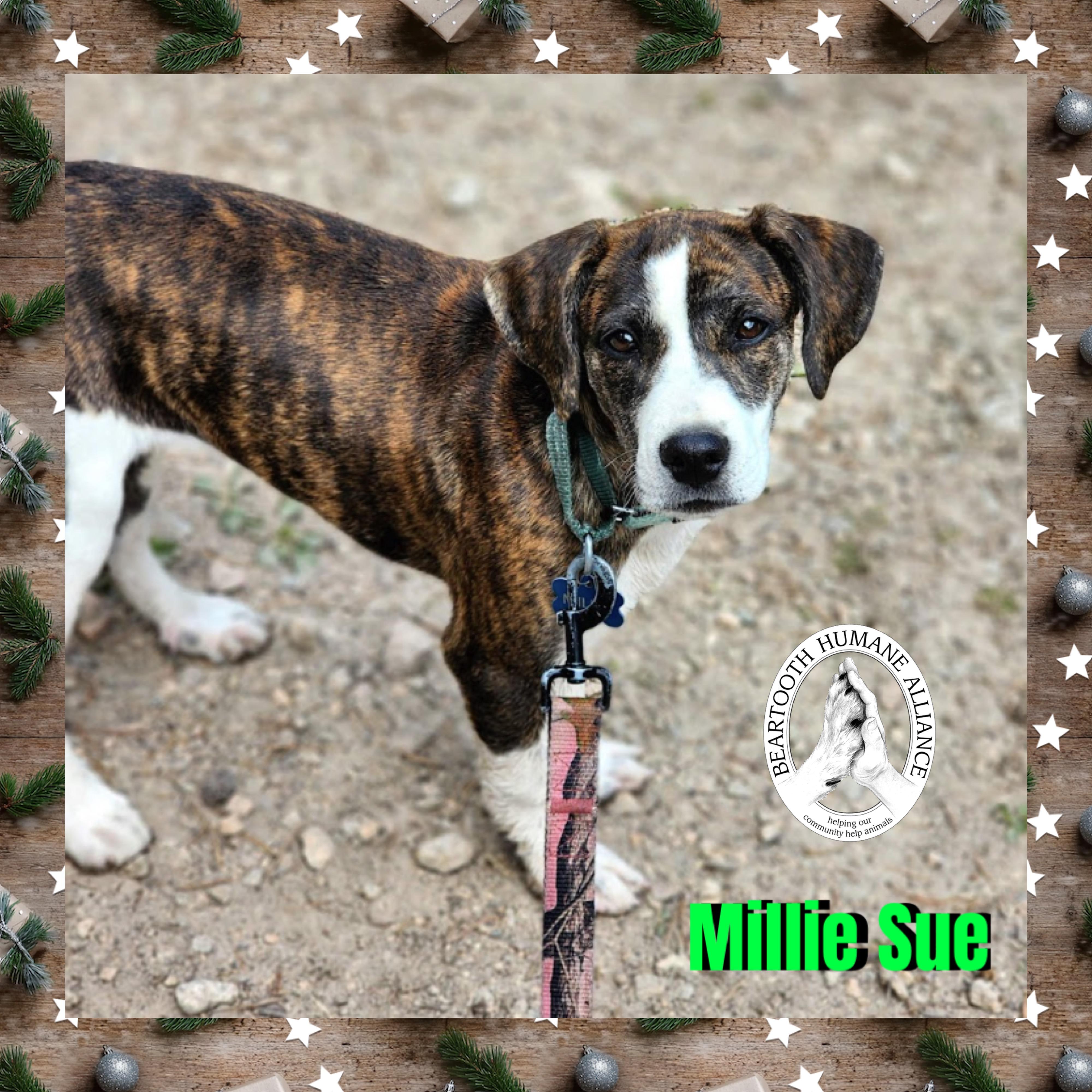 Enlarge Millie Sue, a ADOPTABLE Mountain Cur in Red Lodge, MT image 2/3