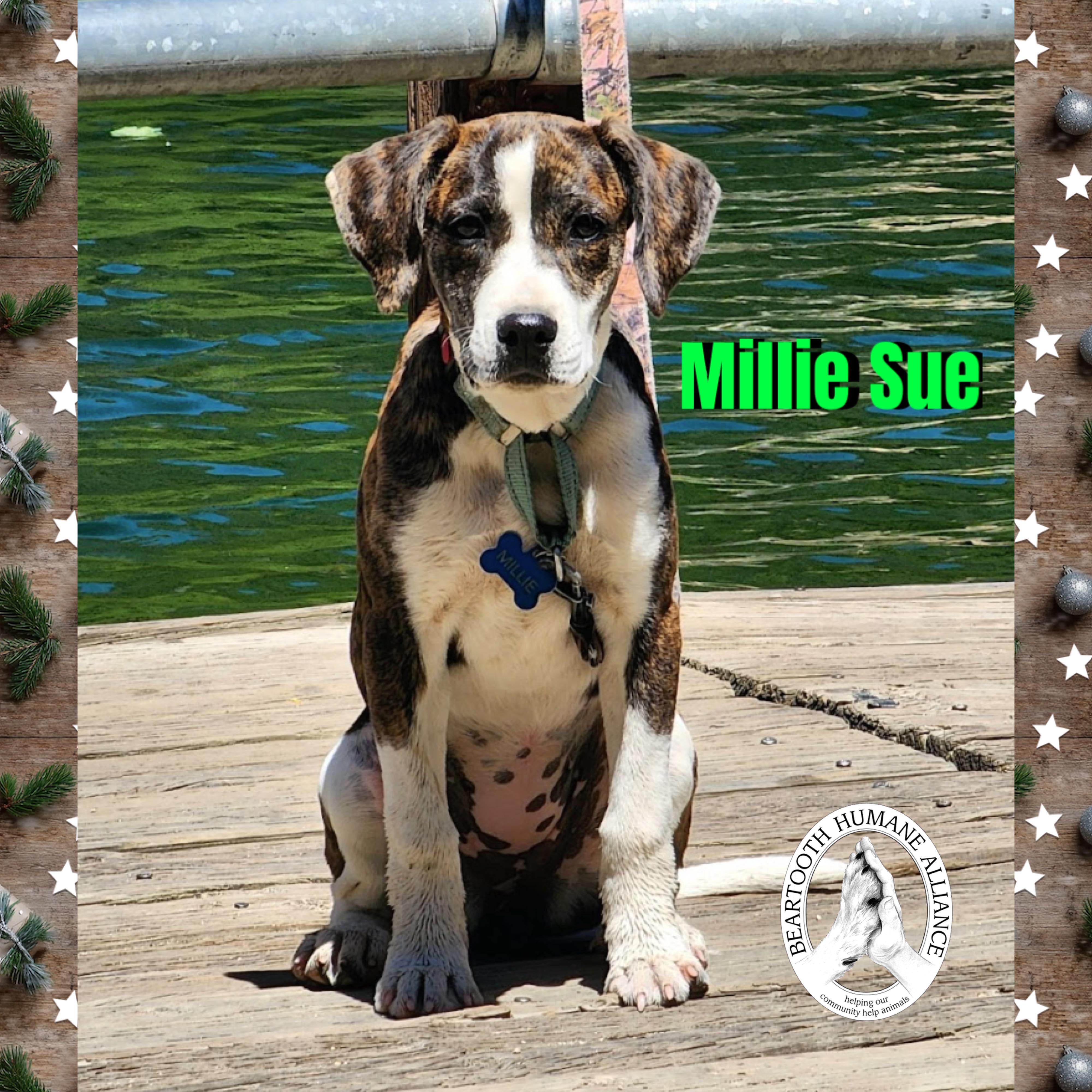 Millie Sue, ADOPTABLE, Adult Female Mountain Cur.