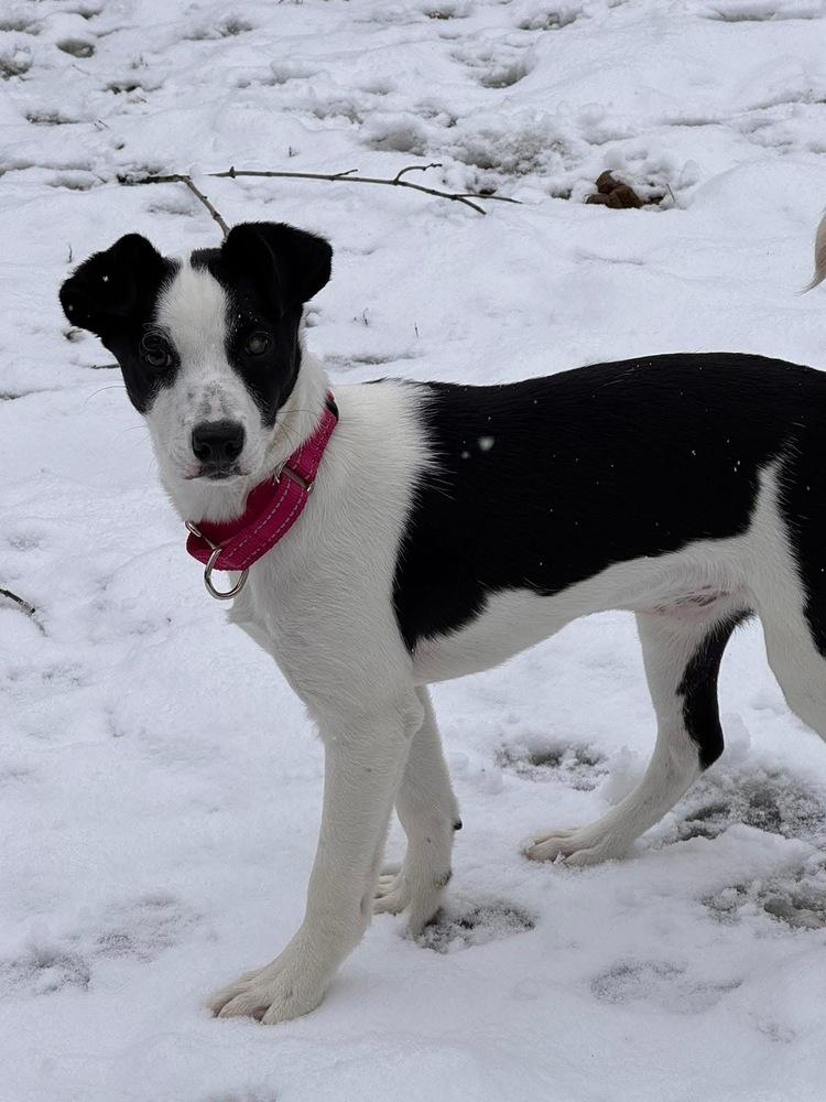 Enlarge Wishbone, a Adoptable mixed breed in Middletown, CT image 1/6